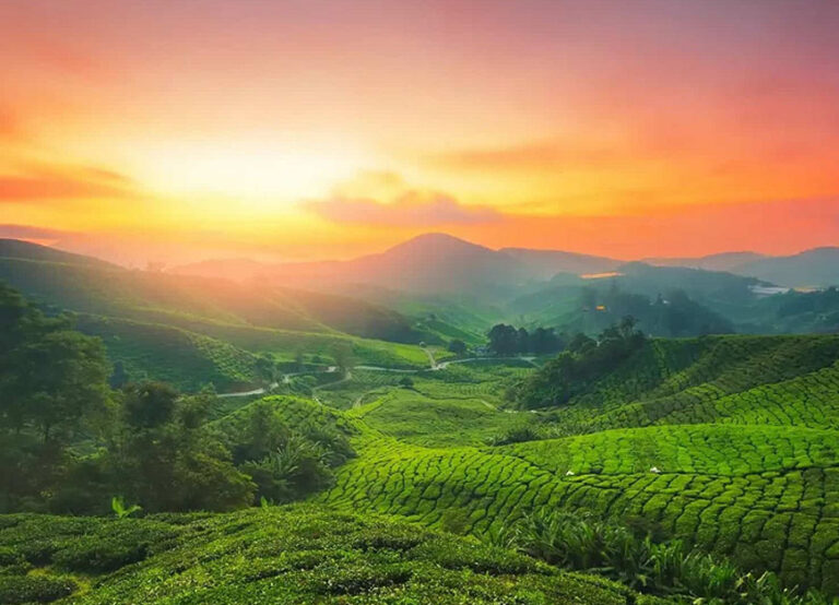 MUNNAR TEA GARDEN